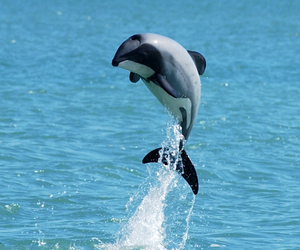 Fight for Rarest Dolphin - Gansbaai Daily News